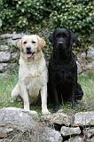 LABRADOR 863